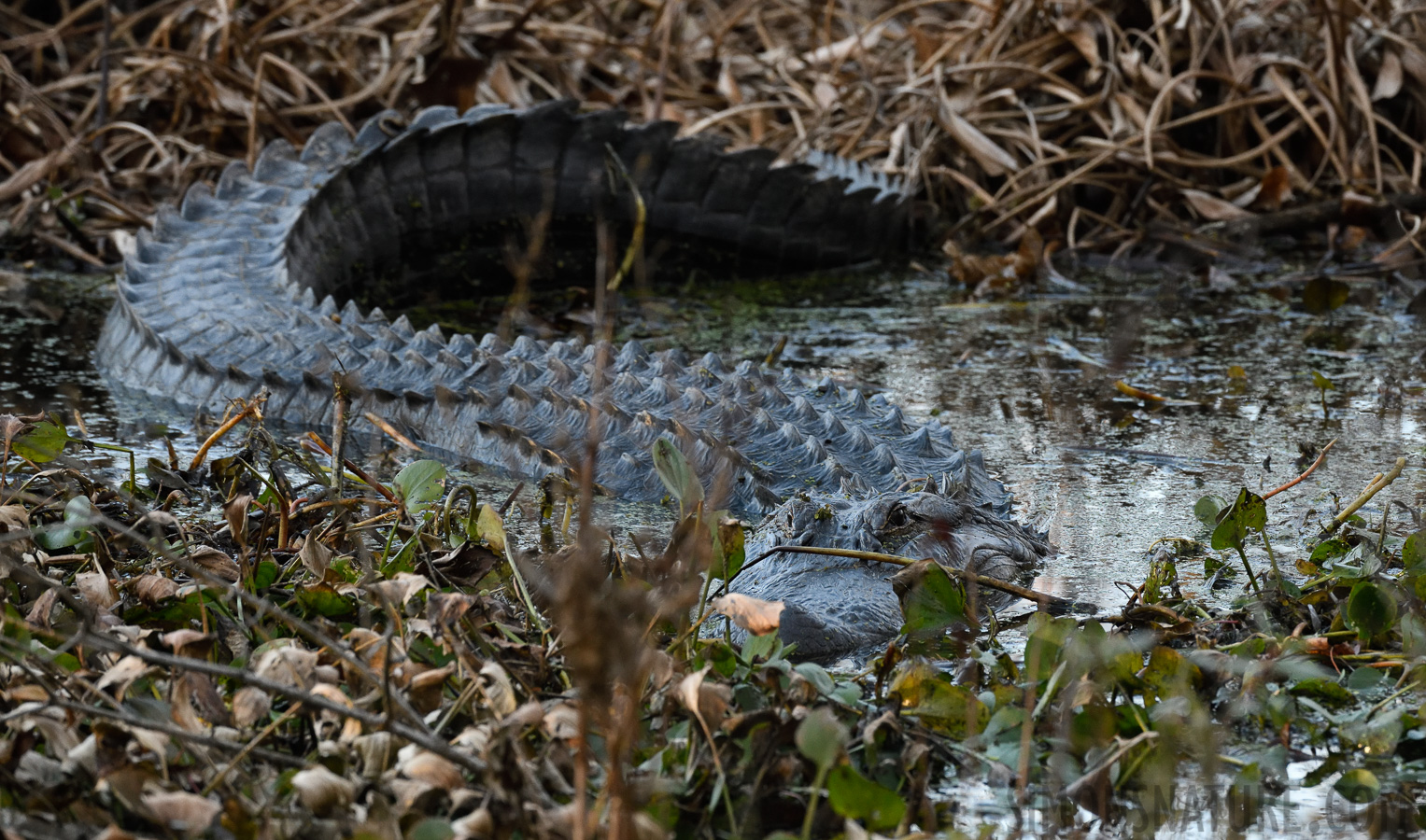 Alligator mississippiensis [400 mm, 1/320 sec at f / 8.0, ISO 2500]
